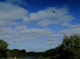 Flying-Home