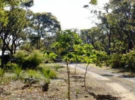 Frangipani Drive