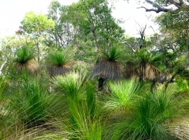 Xanthorrhoea-1