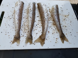 Fish