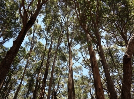 trees