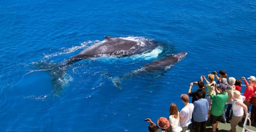 Whale Watching Augusta